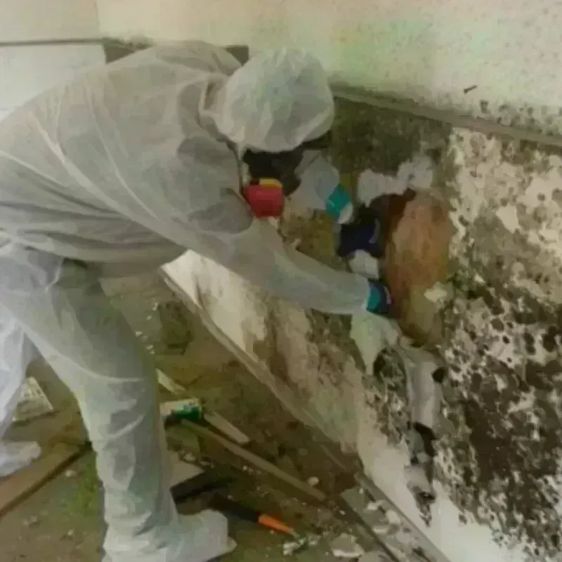 Mold Remediation and Removal in Camas, WA